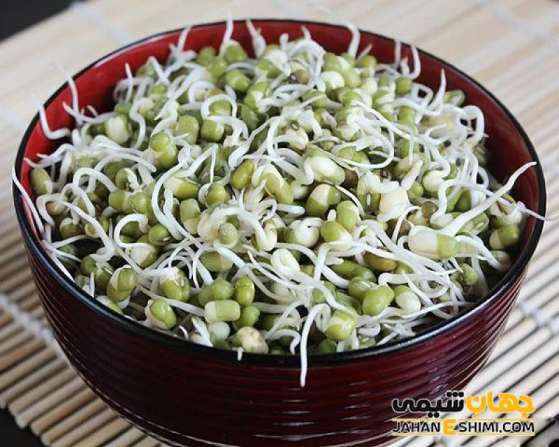 جوانه و ریشه ماش زمرد