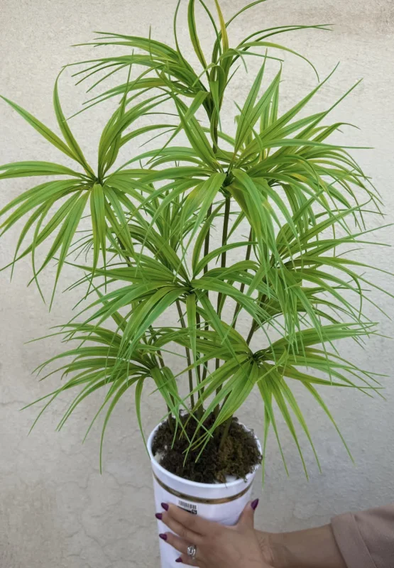 درختچه کوچک