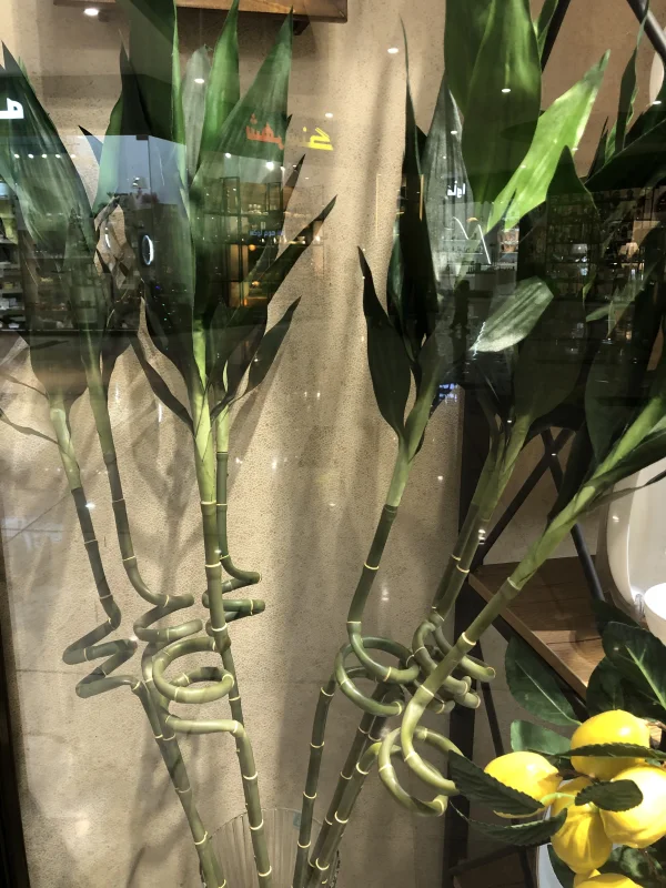 گل بامبو